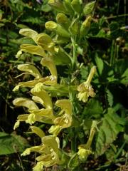 Šalvěj lepkavá (Salvia glutinosa L.)