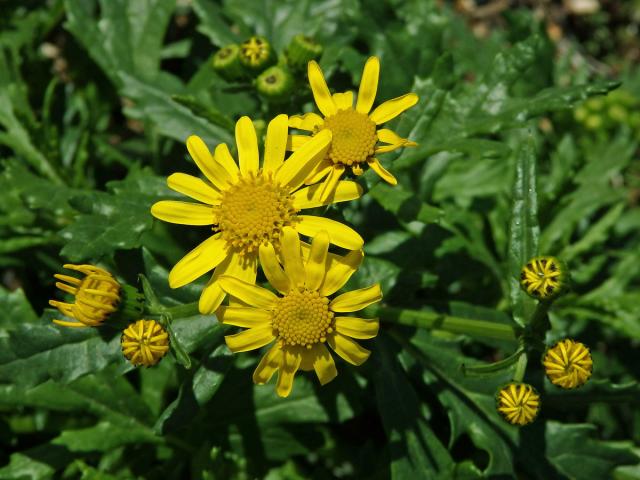 Starček (Senecio squalidus L.)