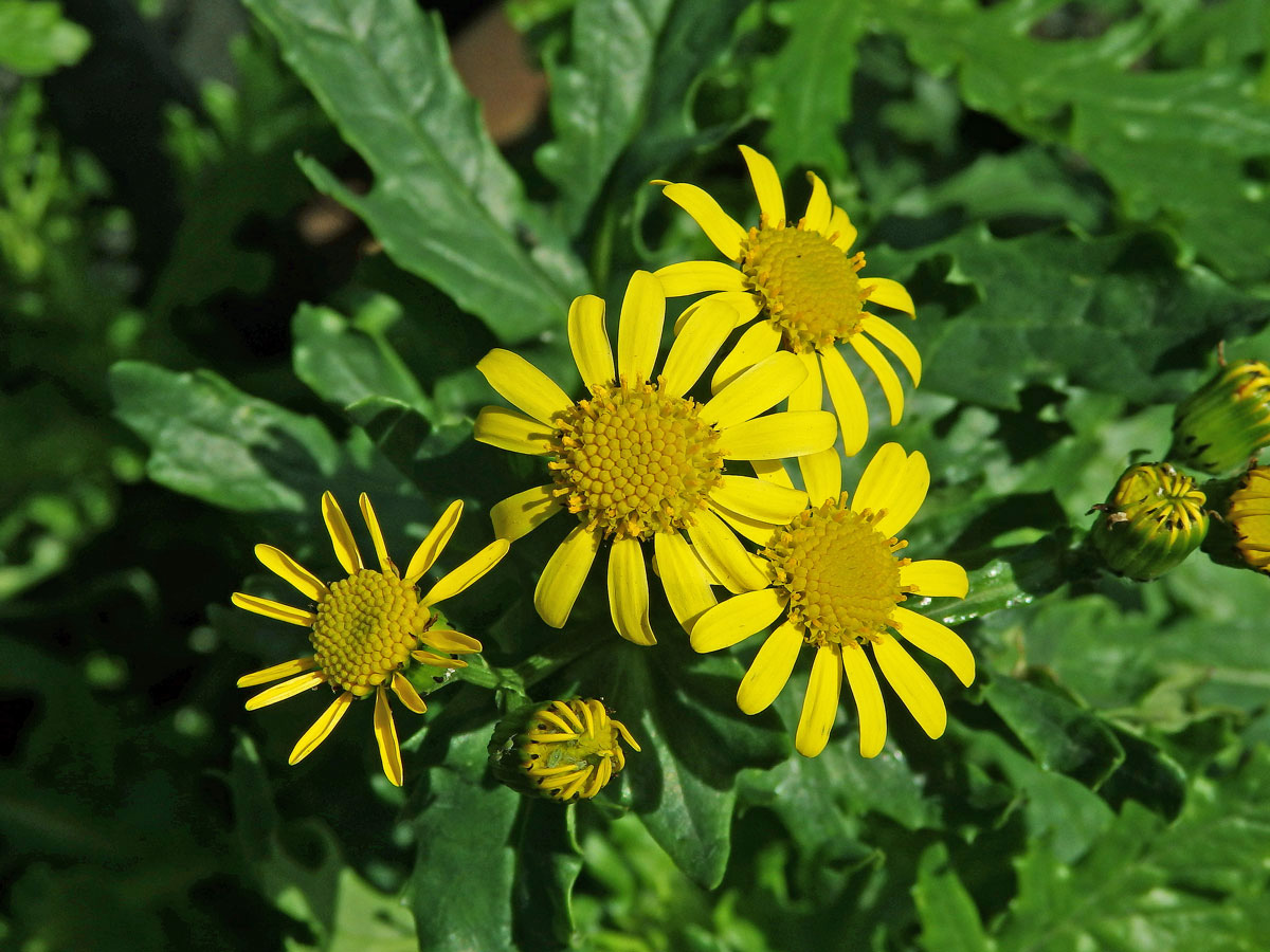 Starček (Senecio squalidus L.)