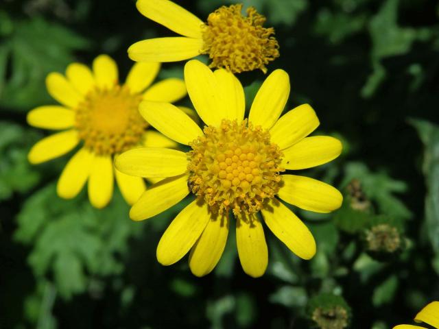 Starček (Senecio squalidus L.)