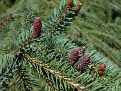 Smrk sivý (Picea glauca (Moench) Voss)