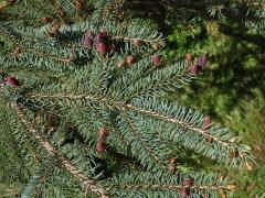 Smrk sivý (Picea glauca (Moench) Voss)