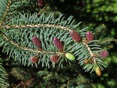 Smrk sivý (Picea glauca (Moench) Voss)