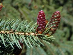 Smrk sivý (Picea glauca (Moench) Voss)