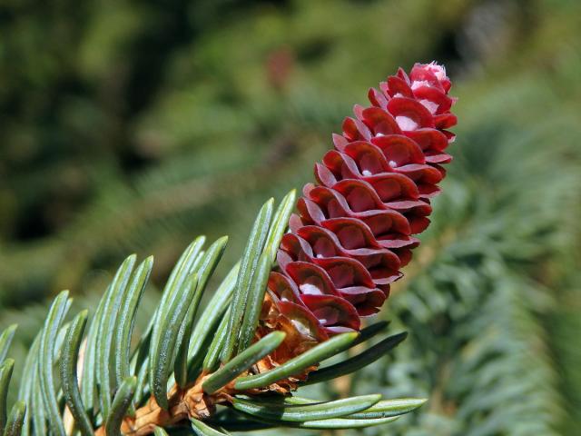 Smrk sivý (Picea glauca (Moench) Voss)