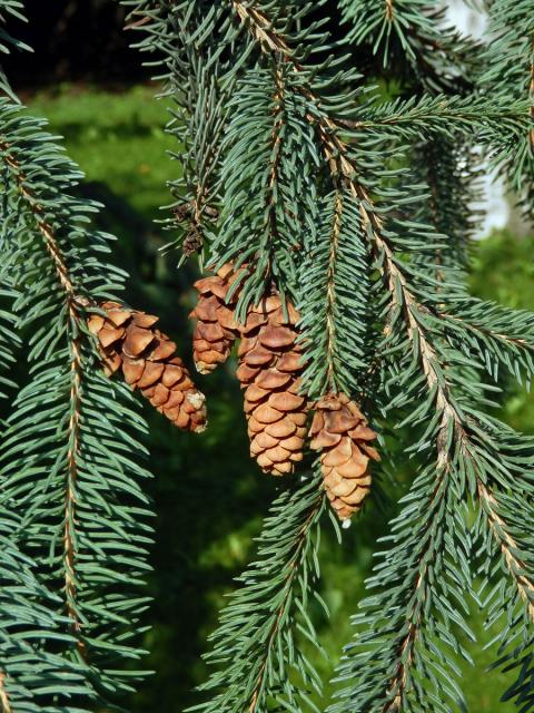 Smrk sivý (Picea glauca (Moench) Voss)