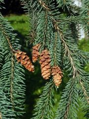 Smrk sivý (Picea glauca (Moench) Voss)