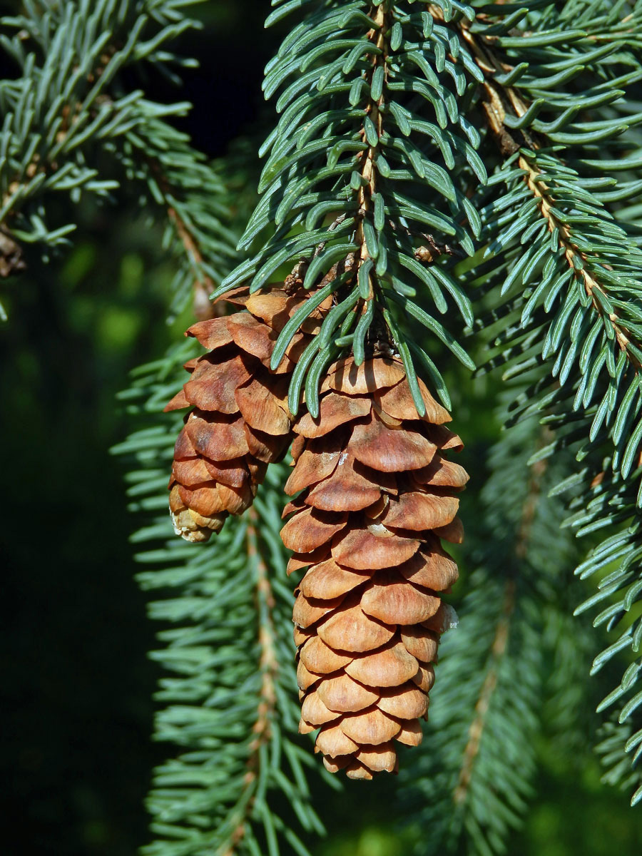 Smrk sivý (Picea glauca (Moench) Voss)