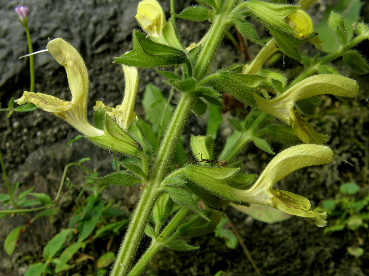 Šalvěj lepkavá (Salvia glutinosa L.)