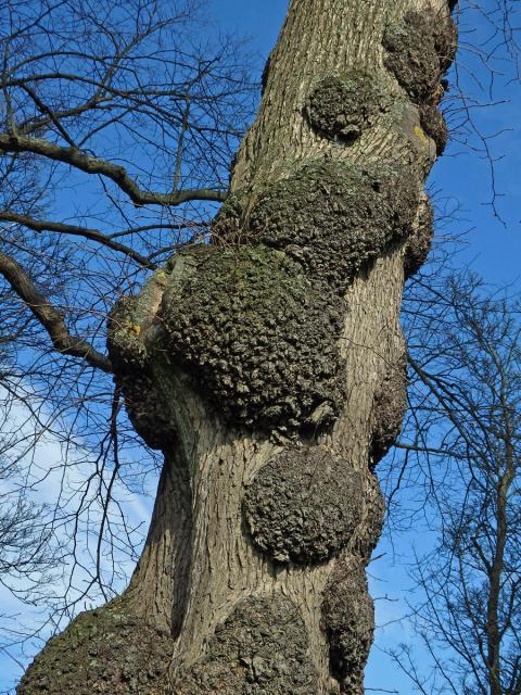 Jilm habrolistý (Ulmus minor Mill.) s tumory na kmeni (8c)