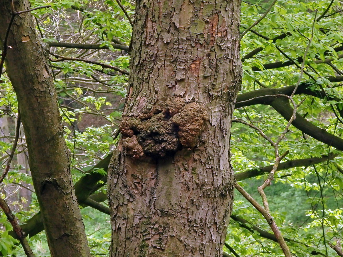 Javor klen (Acer pseudoplatanus L.) s nádory na větvích (43)