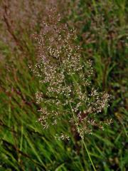 Psineček obecný (Agrostis capillaris L.)