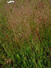 Psineček obecný (Agrostis capillaris L.)