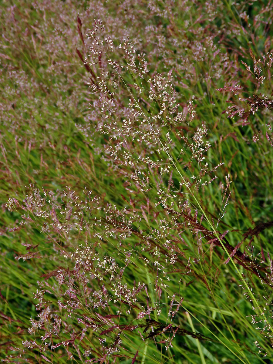 Psineček obecný (Agrostis capillaris L.)