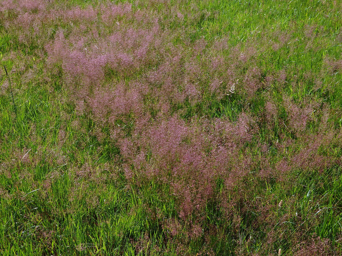 Psineček obecný (Agrostis capillaris L.)