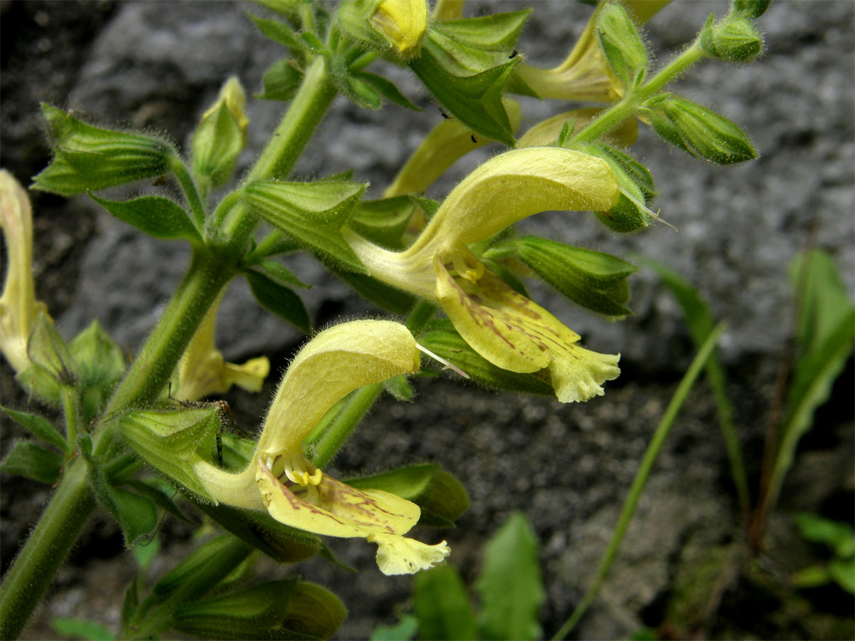 Šalvěj lepkavá (Salvia glutinosa L.)