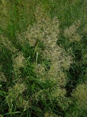 Psineček obecný (Agrostis capillaris L.)