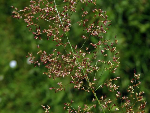 Psineček obecný (Agrostis capillaris L.)