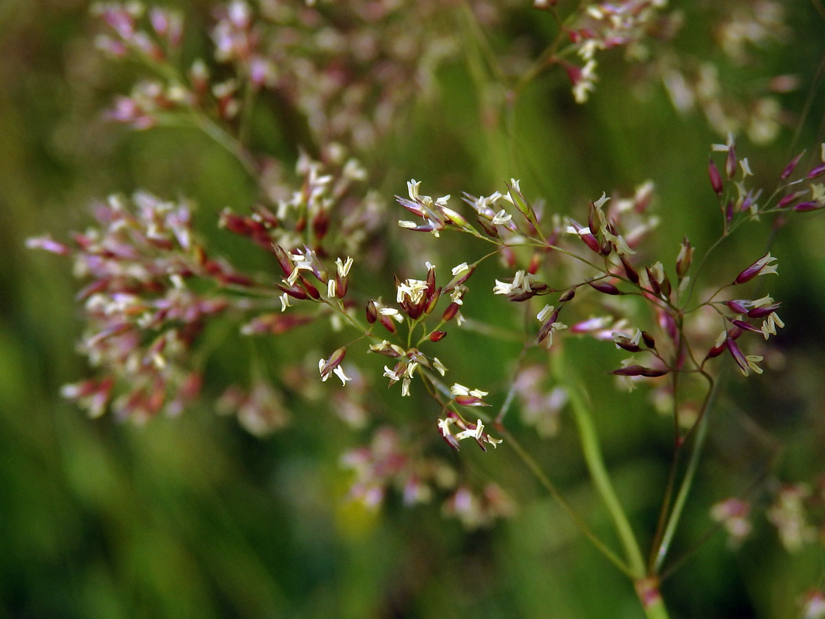 Psineček obecný (Agrostis capillaris L.)