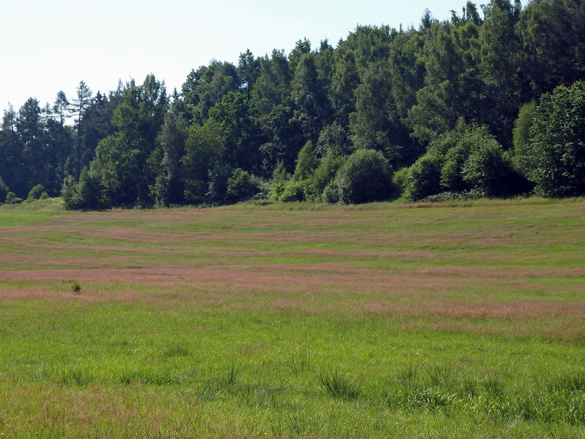 Psineček obecný (Agrostis capillaris L.)