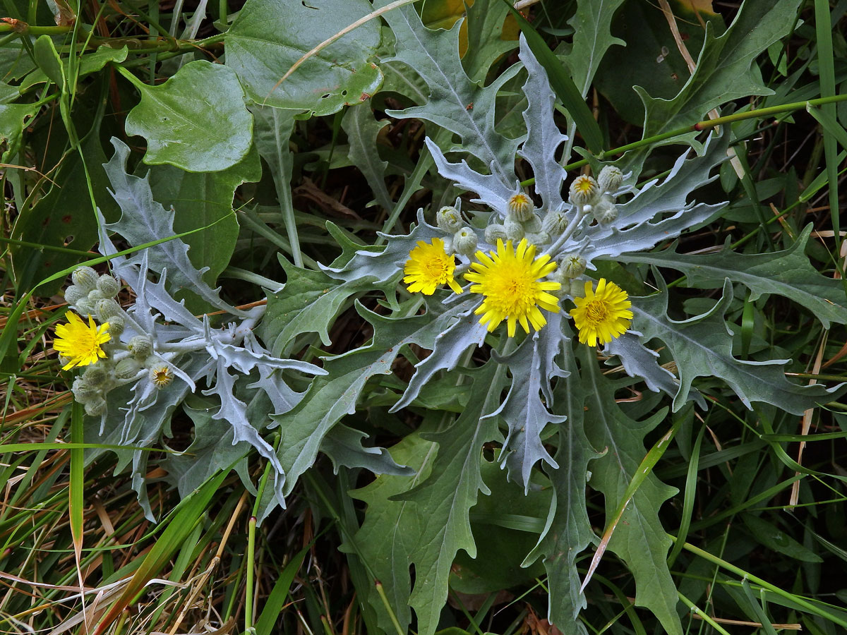 Andryala peřenoklaná (Andryala pinnatifida Ait.)