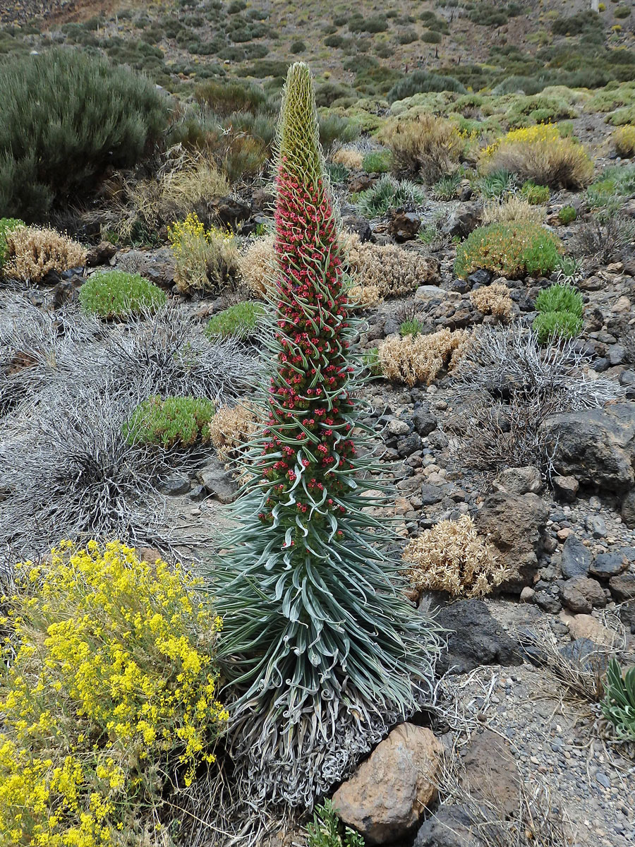 Hadinec (Echium wildpretii Pearson ex Hook. fil.)