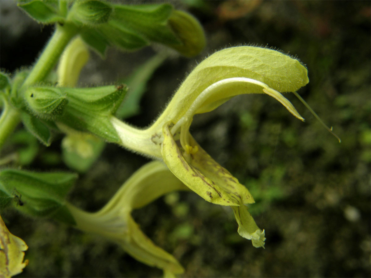 Šalvěj lepkavá (Salvia glutinosa L.)