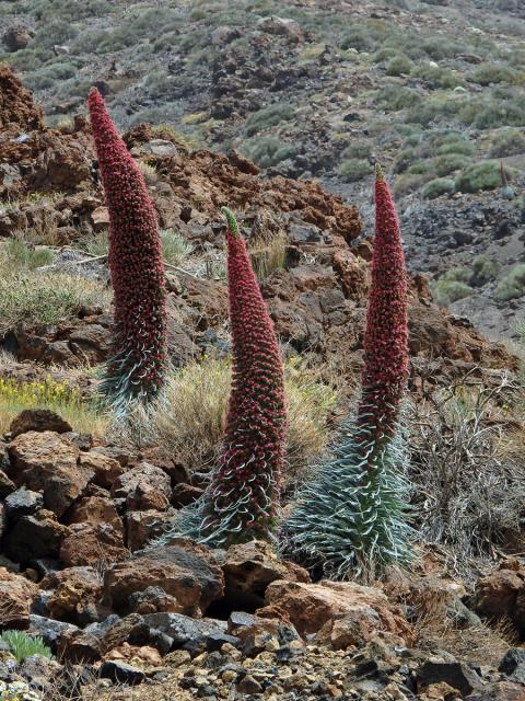 Hadinec (Echium wildpretii Pearson ex Hook. fil.)