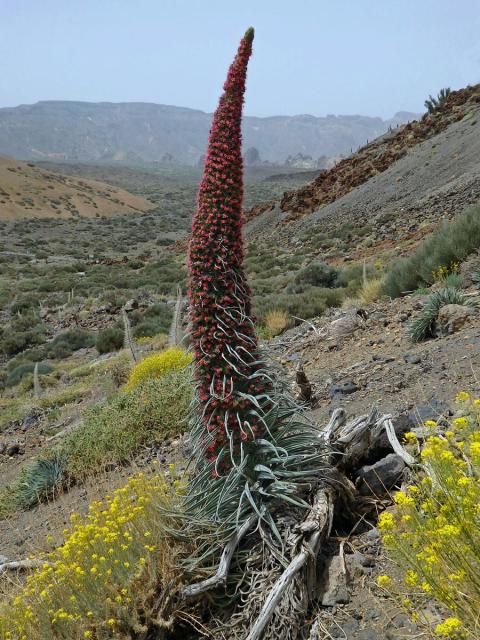 Hadinec (Echium wildpretii Pearson ex Hook. fil.)