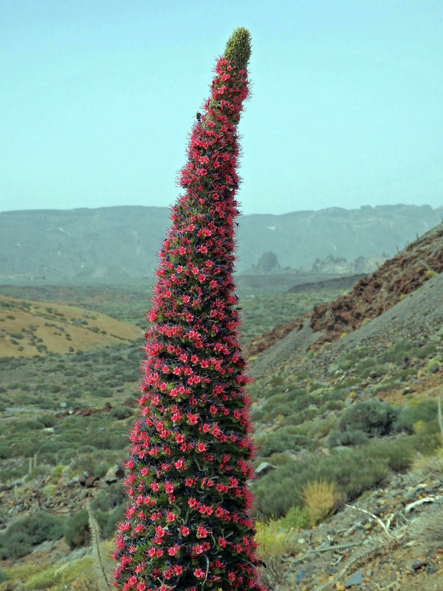 Hadinec (Echium wildpretii Pearson ex Hook. fil.)