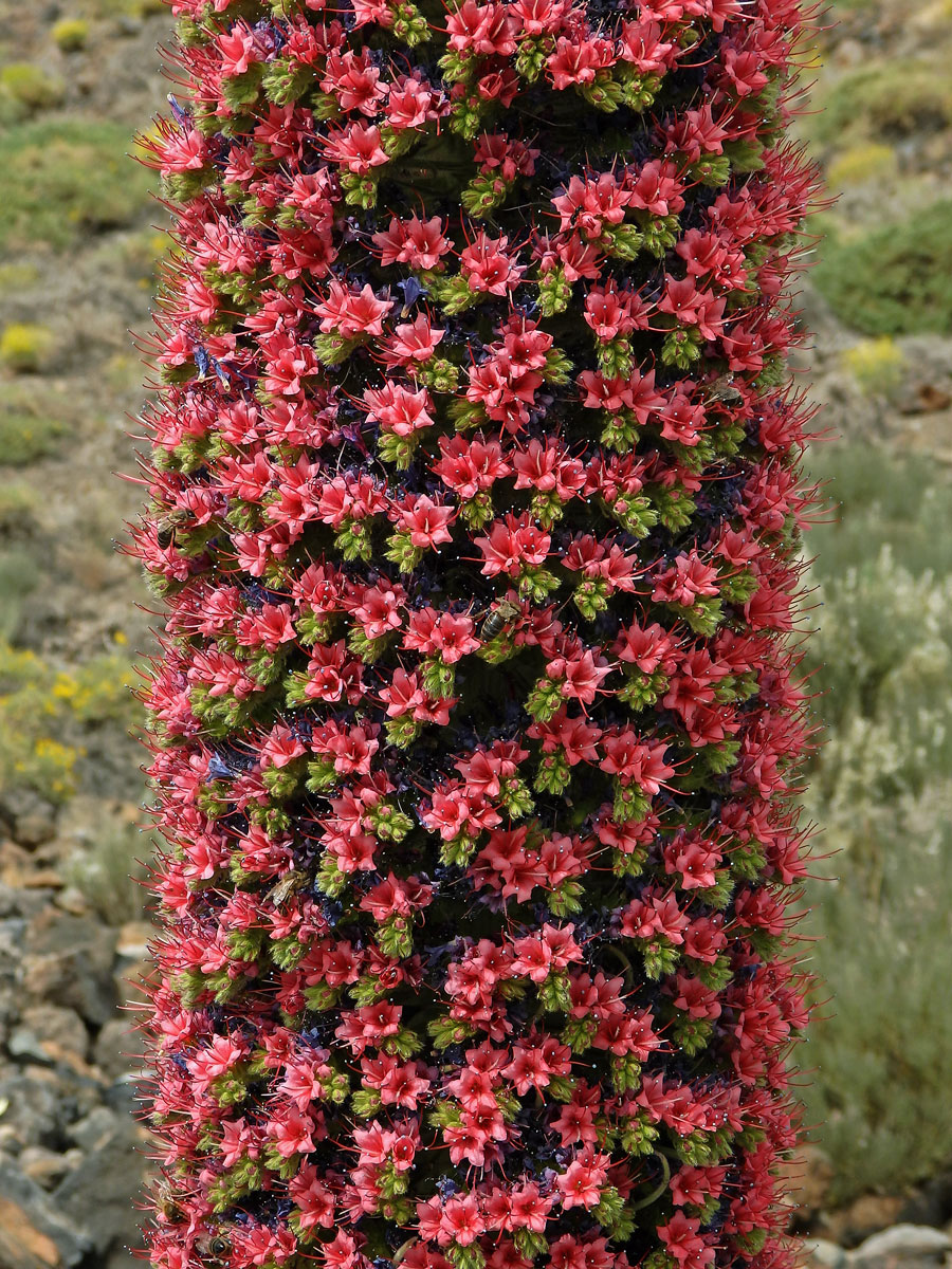 Hadinec (Echium wildpretii Pearson ex Hook. fil.)