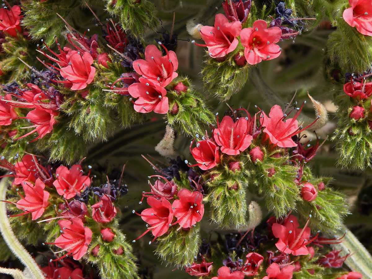 Hadinec (Echium wildpretii Pearson ex Hook. fil.)