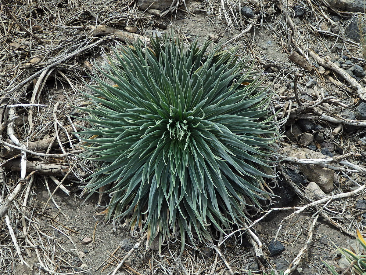 Hadinec (Echium wildpretii Pearson ex Hook. fil.)