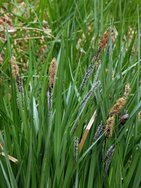 Ostřice štíhlá (Carex acuta L.)