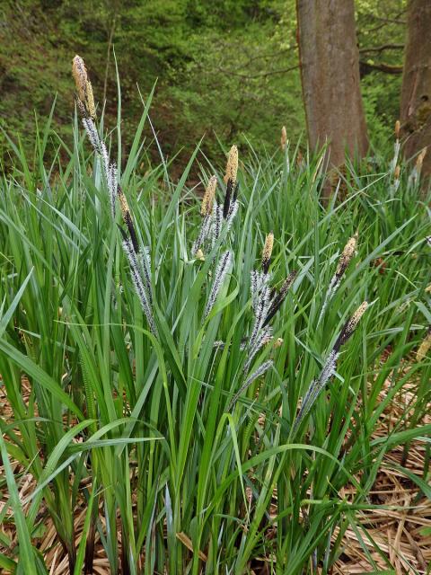 Ostřice štíhlá (Carex acuta L.)