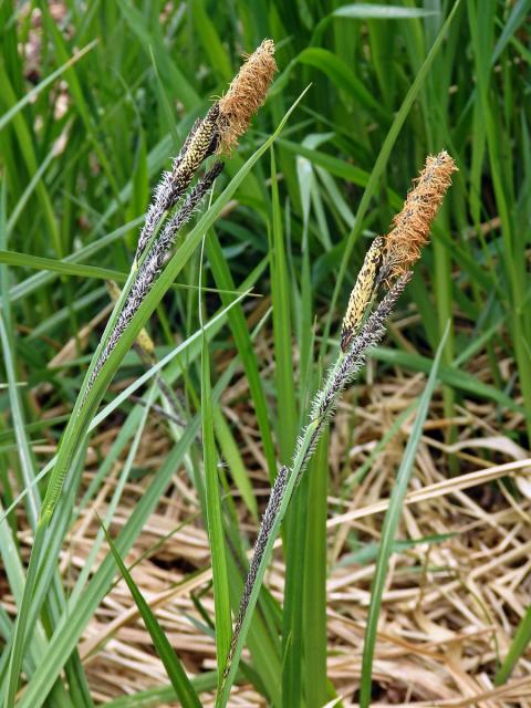 Ostřice štíhlá (Carex acuta L.)