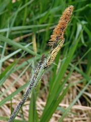 Ostřice štíhlá (Carex acuta L.)