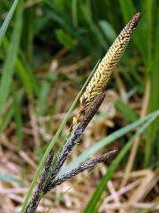 Ostřice štíhlá (Carex acuta L.)