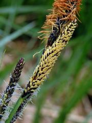 Ostřice štíhlá (Carex acuta L.)
