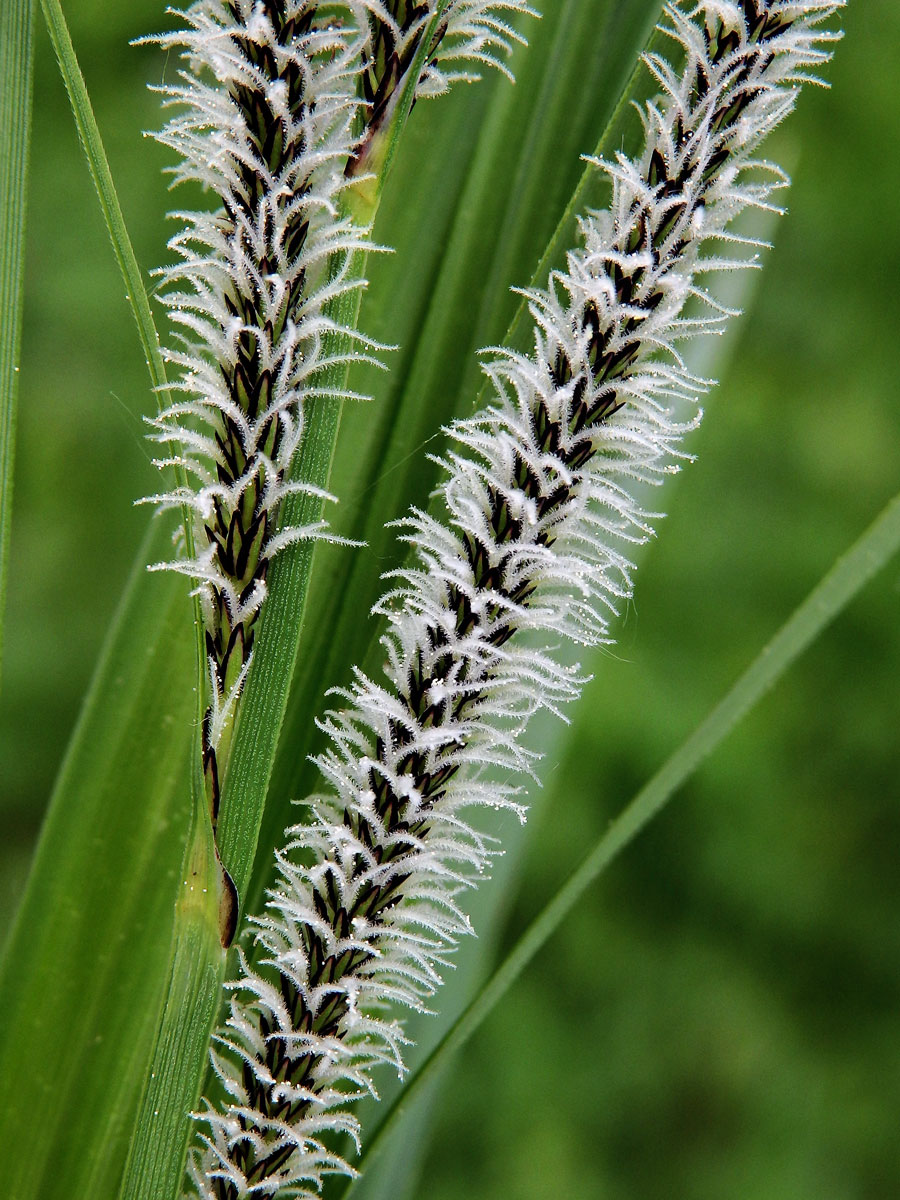 Ostřice štíhlá (Carex acuta L.)