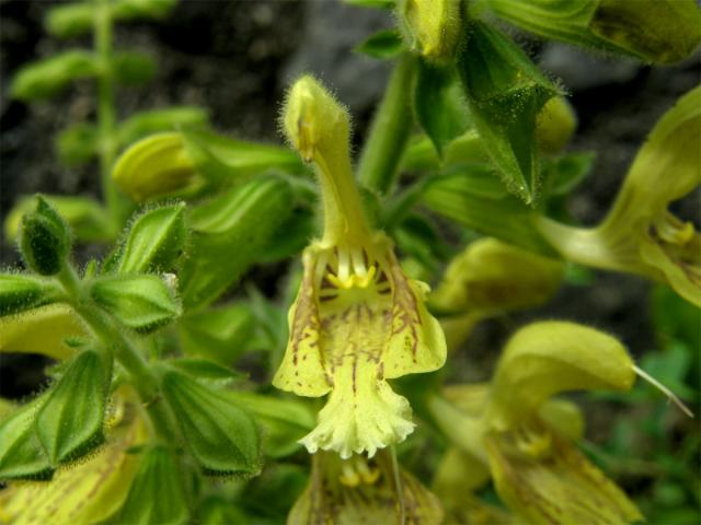 Šalvěj lepkavá (Salvia glutinosa L.)