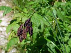 Ostřice tmavá (Carex atrata L.)