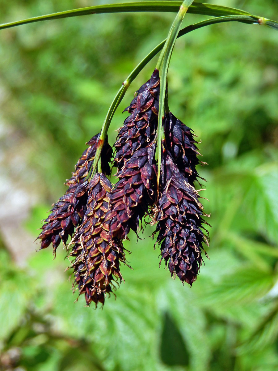 Ostřice tmavá (Carex atrata L.)