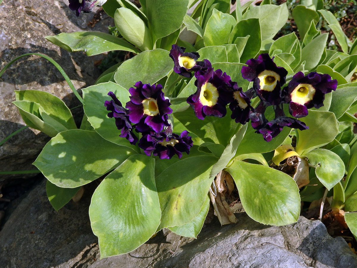 Prvosenka pýřitá (Primula × pubescens Jacq.)