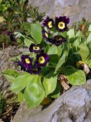 Prvosenka pýřitá (Primula × pubescens Jacq.)