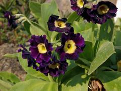 Prvosenka pýřitá (Primula × pubescens Jacq.)