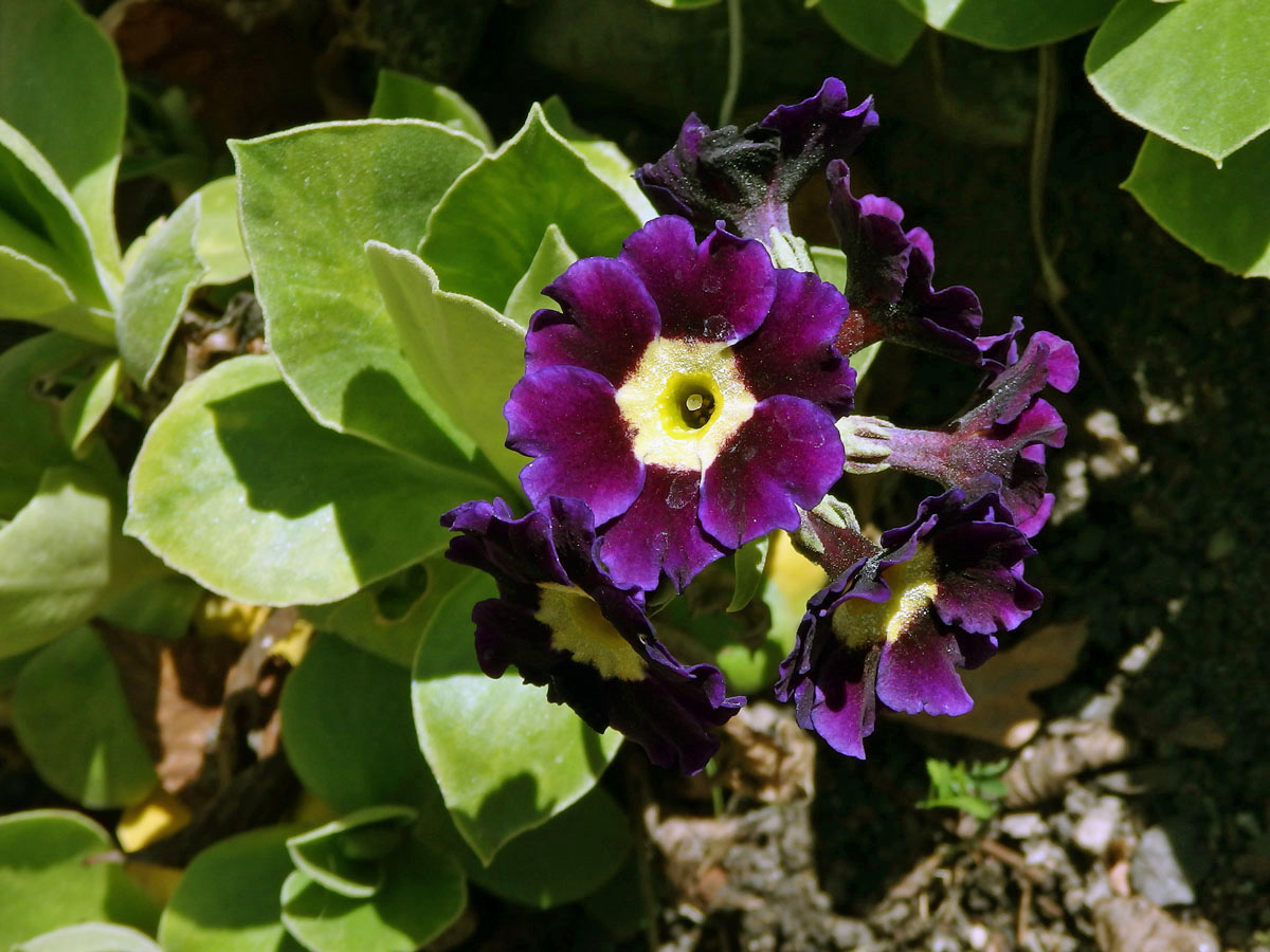 Prvosenka pýřitá (Primula × pubescens Jacq.)