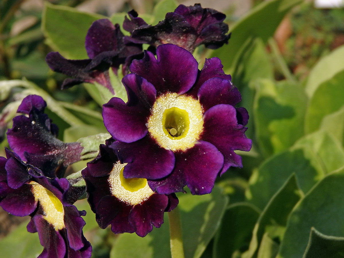 Prvosenka pýřitá (Primula × pubescens Jacq.)