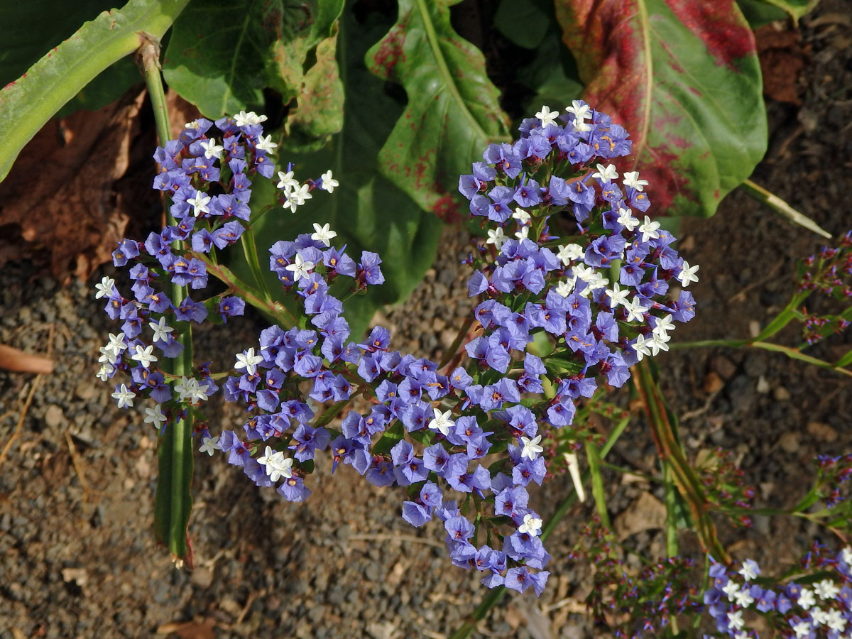 Limonka (Limonium macrophyllum (Brousss.) Kuntze