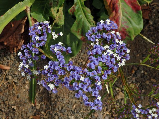 Limonka (Limonium macrophyllum (Brousss.) Kuntze